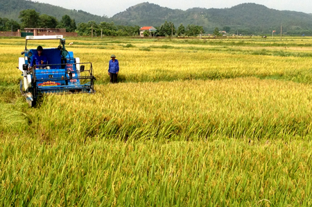 Quang Ninh province Food output reaches 100,000 tonnes